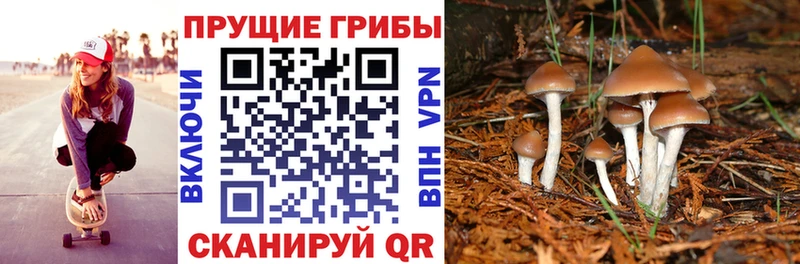 продажа наркотиков  Чусовой  Псилоцибиновые грибы GOLDEN TEACHER 